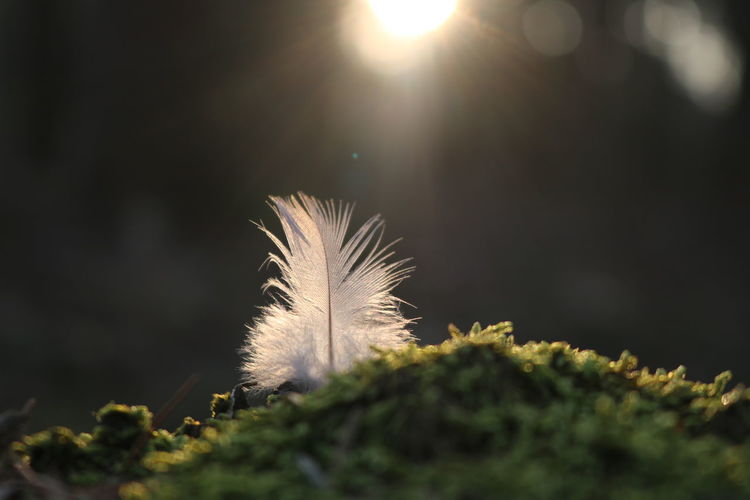 Close-up of dove feather against bright sun