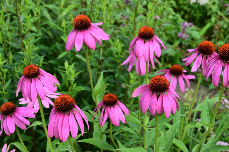 Close-up of pink flowers in park