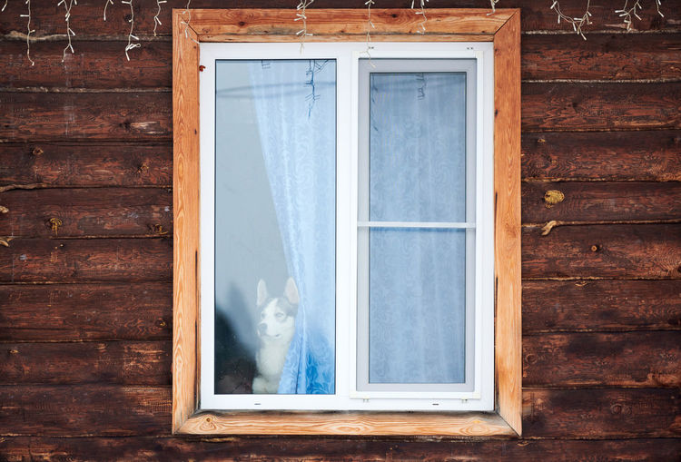 Husky dog in house window. funny pet alone at home. siberian husky dog looking out window