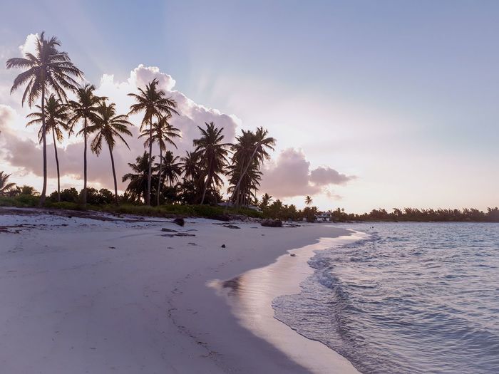 Palm trees on beach against sky during sunset