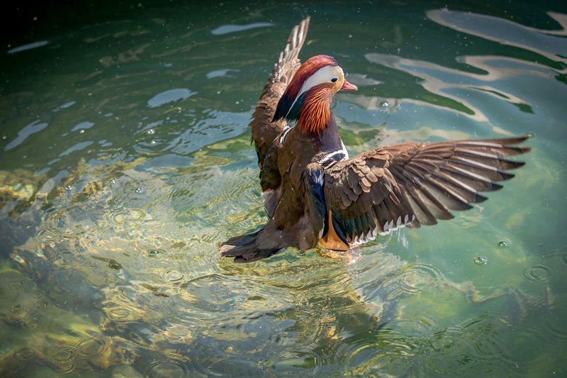 One adult male mandarin duck swimming in lake geneva, switzerland. aix galericulata spreading wings.