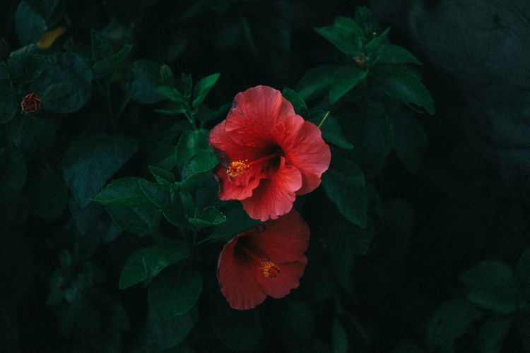 Close-up of red hibiscus