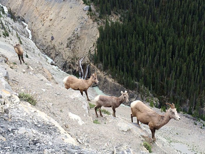 Mountain sheep against trees on rock