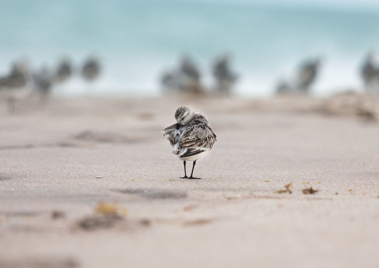 Bird perching on sandy beach