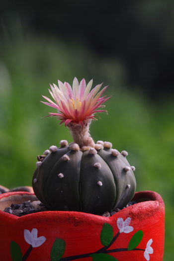 Close-up of red cactus flower