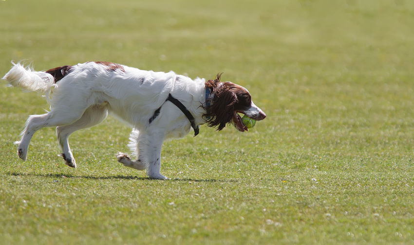 Side view of spaniel dog with ball while running on field