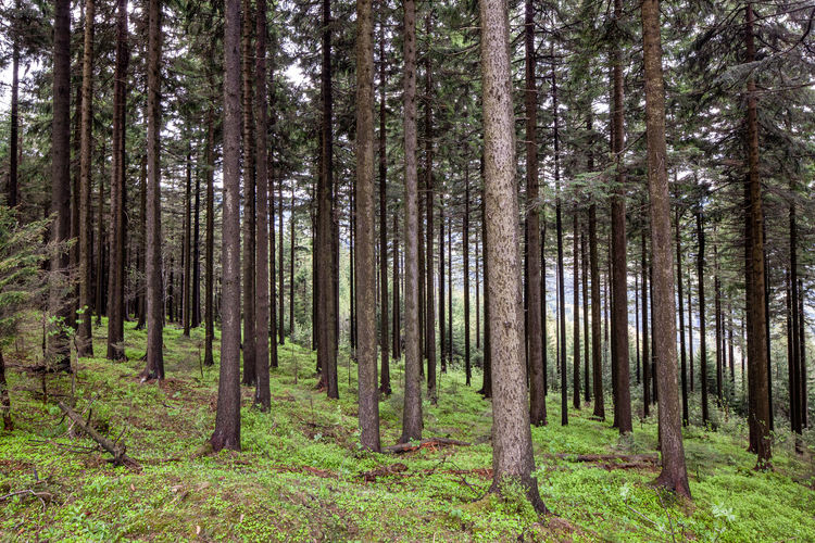 Pine trees in forest