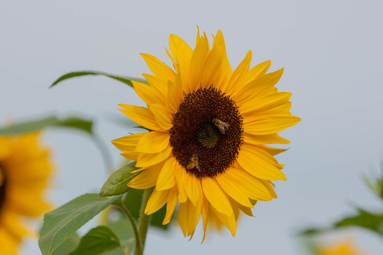 Two bees on a sunflower