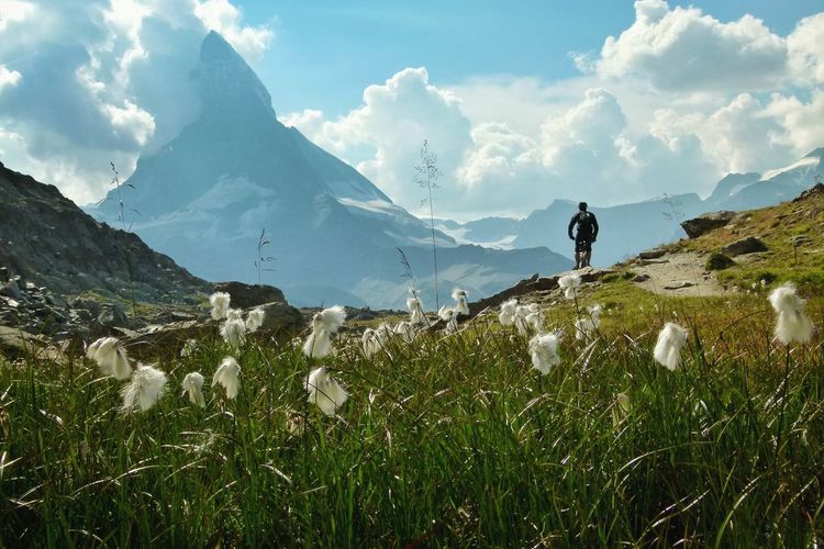 Wild cotton plants growing against man on bicycle at mountain