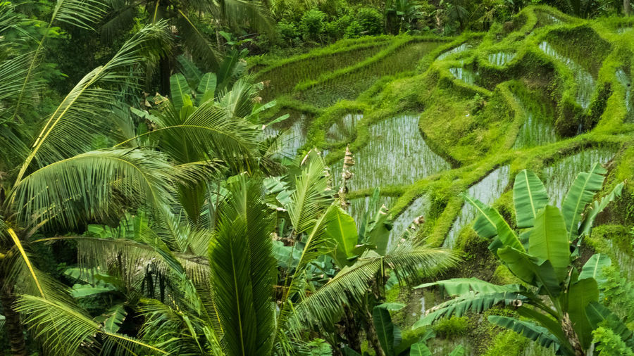 Panoramic view of fresh green plants