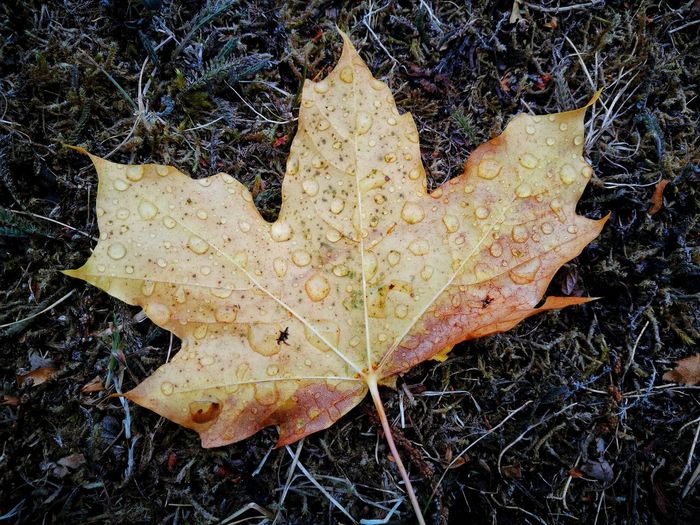 High angle view of maple leaf on land