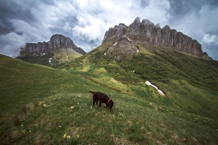 Dog in a field