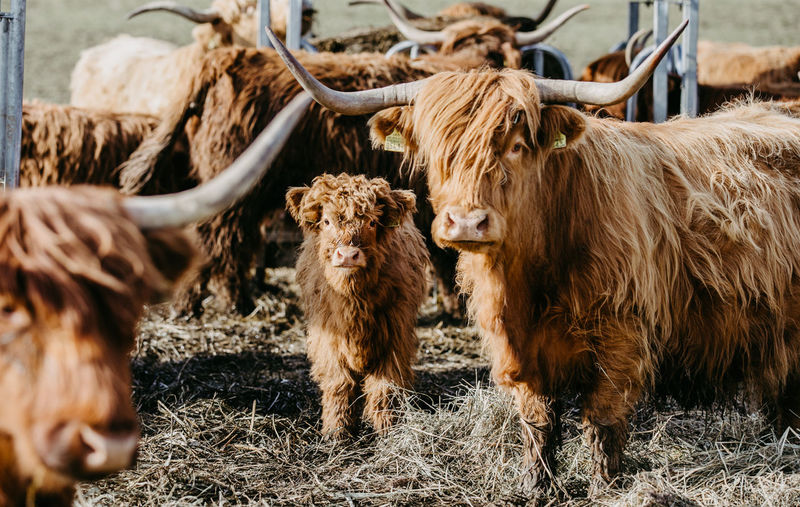 Scottish highland calf and cattle