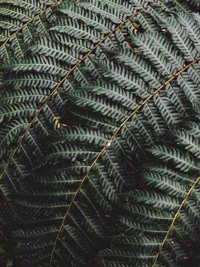 Full frame shot of fern leaves