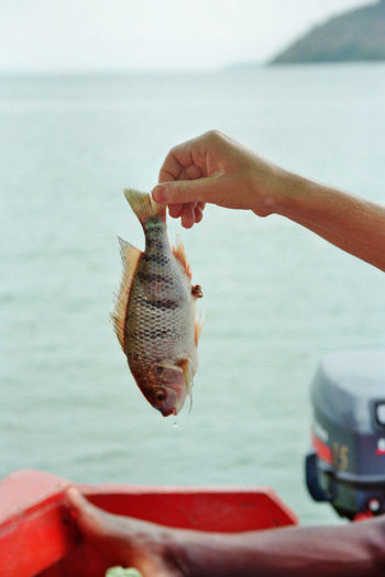 Cropped hand of person holding dead fish against lake
