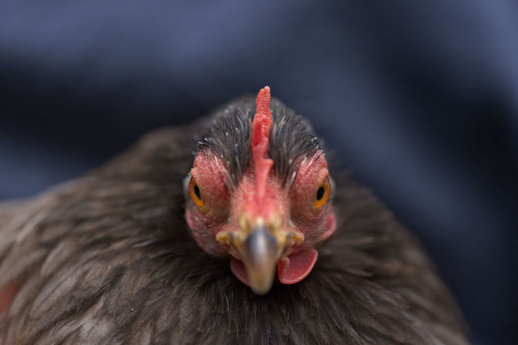 Grey pekin bantam hen chicken appears angry and aggressive as she looks directly forward