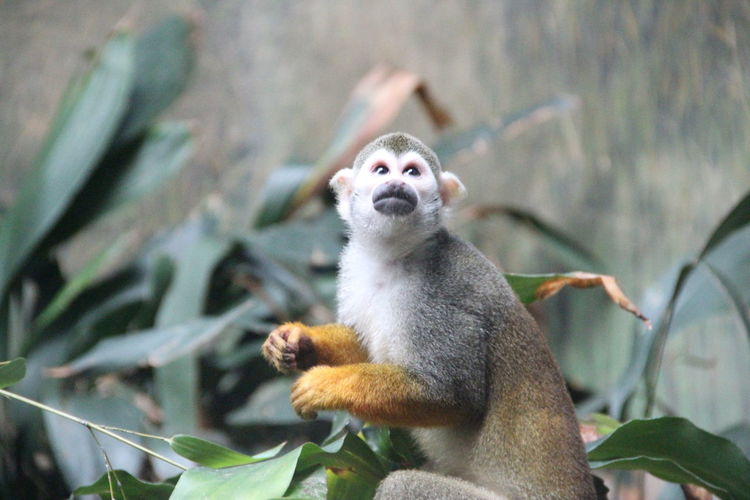 Low angle view of squirrel monkey by plant