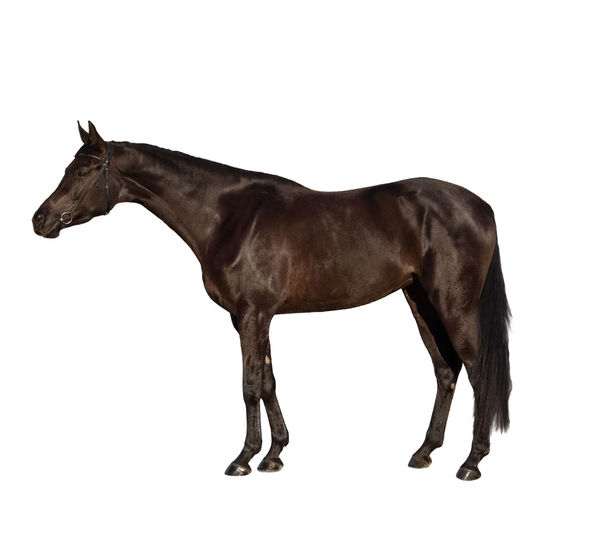 Horse standing against white background