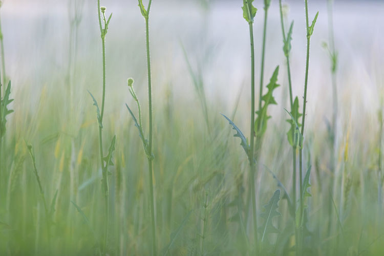 Close-up of crops growing on field