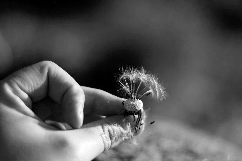 Close-up of hand holding dandelion 