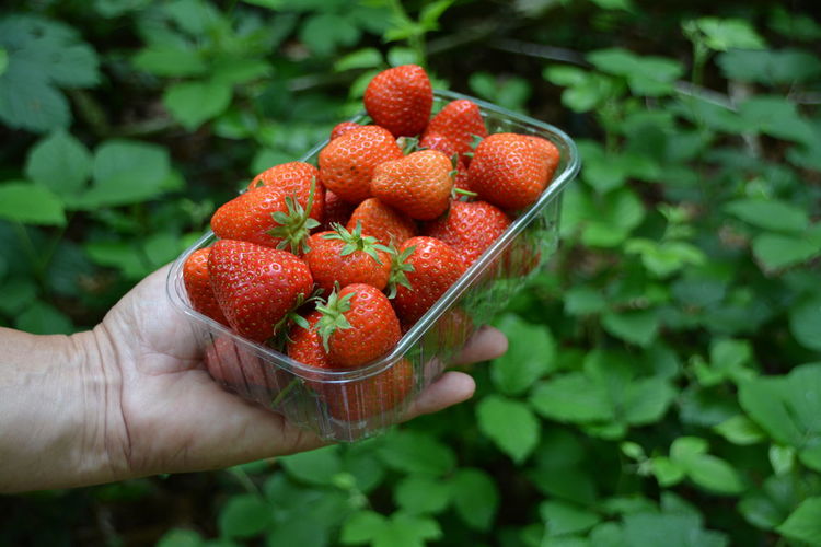 Cropped hand holding container with strawberries by plants