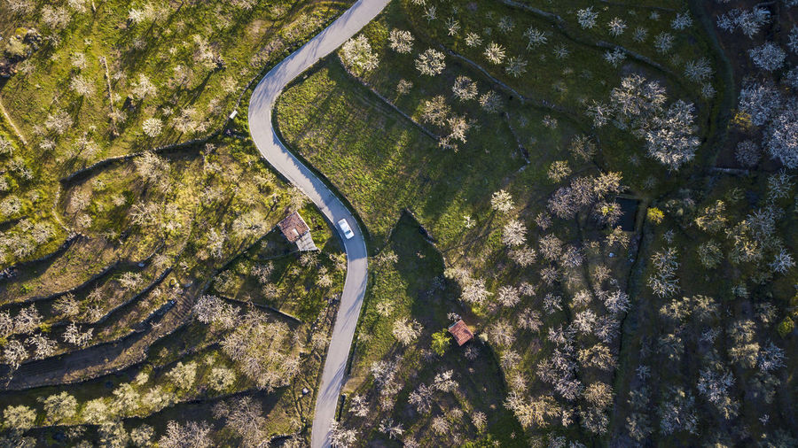 High angle view of trees by plants