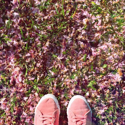 Low section of person standing by pink flower