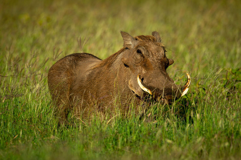 Common warthog stands in grass eyeing camera