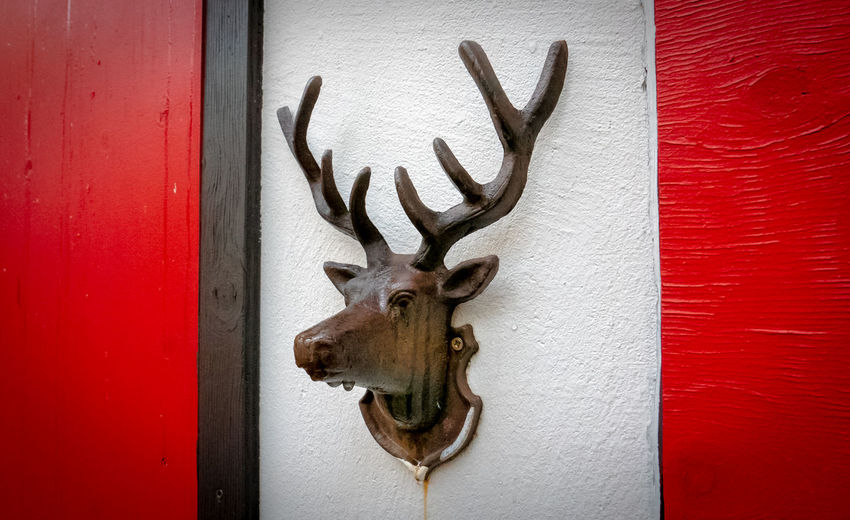 Close-up of deer mounted on wall