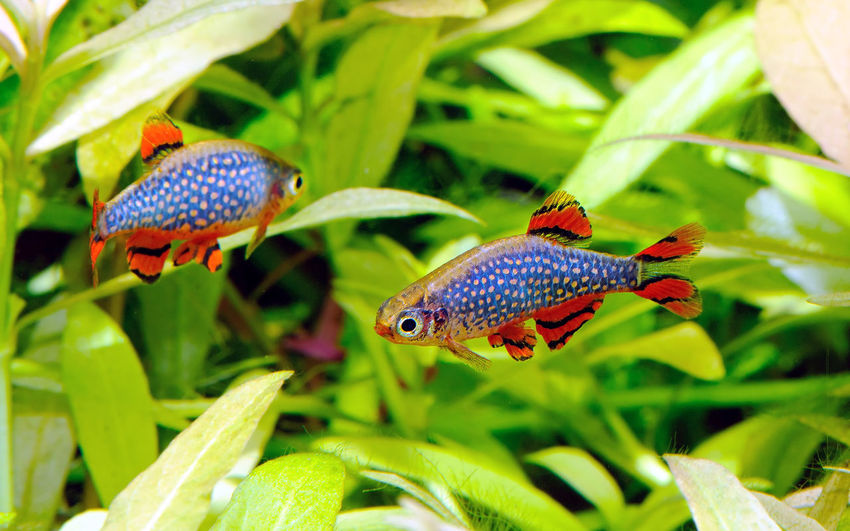 Close-up of fish swimming in water against plants