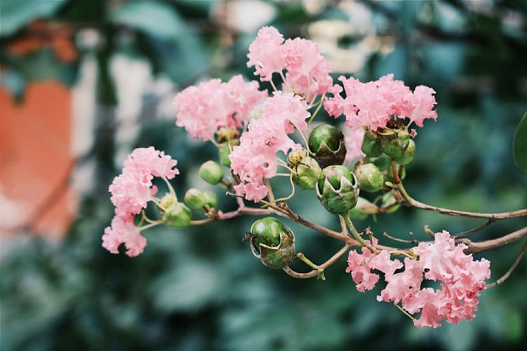 Close-up of pink flowers