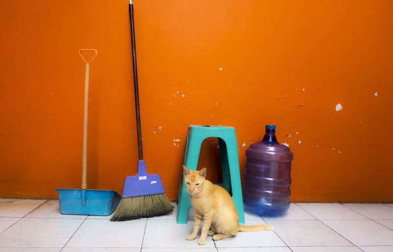 Portrait of cat sitting on orange indoors