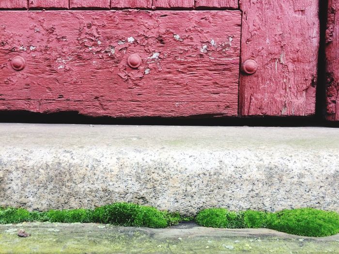 Close-up of ivy on brick wall