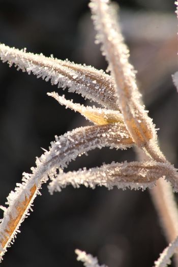 Close-up of frozen plant during winter
