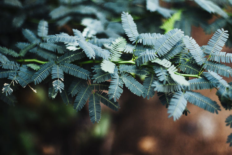 Close-up of plants