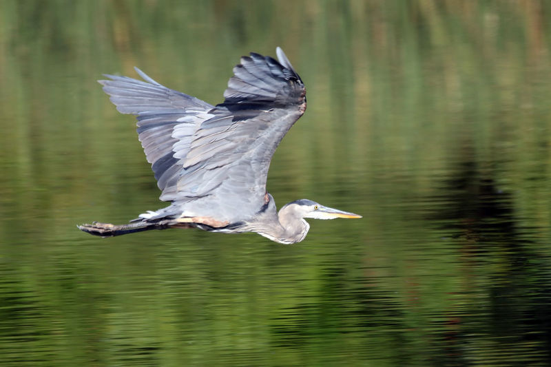 Great blue heron flying over lake