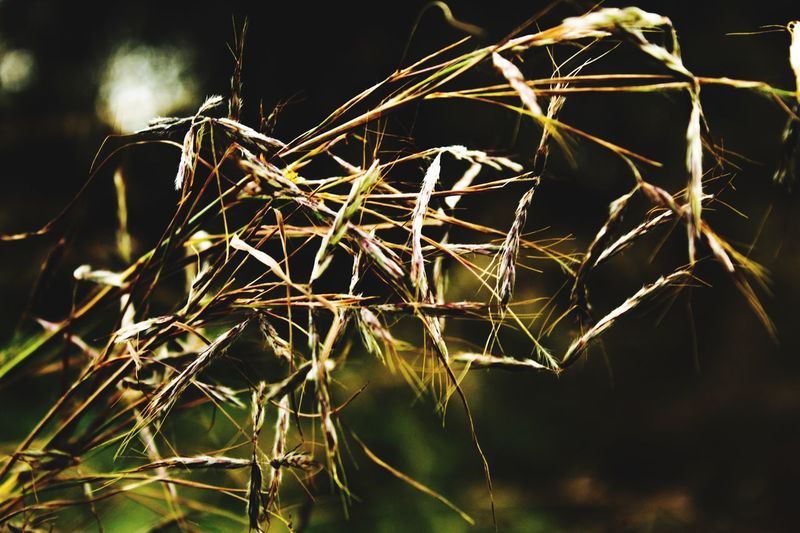 Close-up of dry plant on land