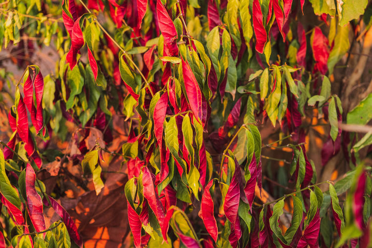 Full frame shot of red leaves hanging on plant