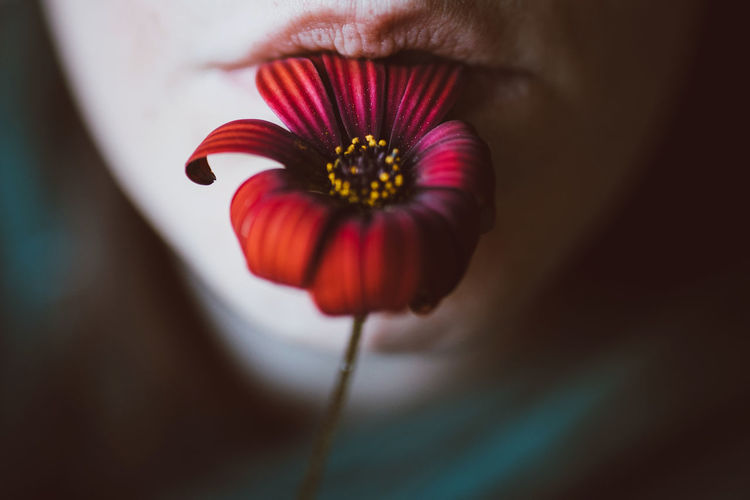Closeup of crop anonymous female with colorful blossoming flower with gentle petals in mouth
