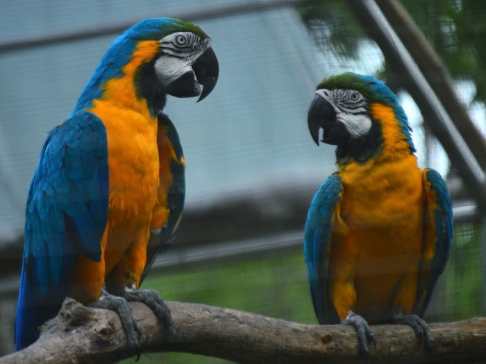 Close-up of parrot perching on branch