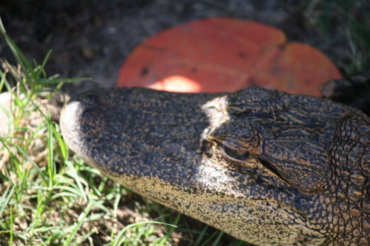 Close-up of alligator on grass