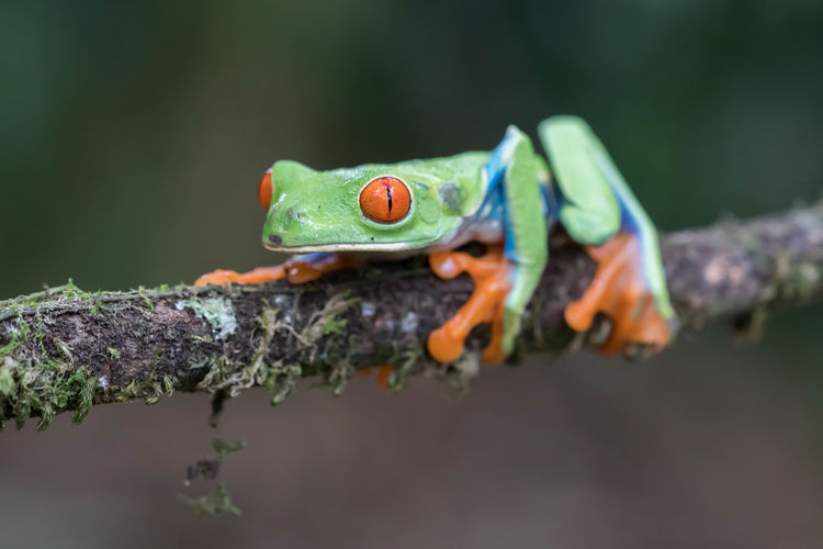Red eyed tree frog - agalychnis callidryas - sitting on a branch