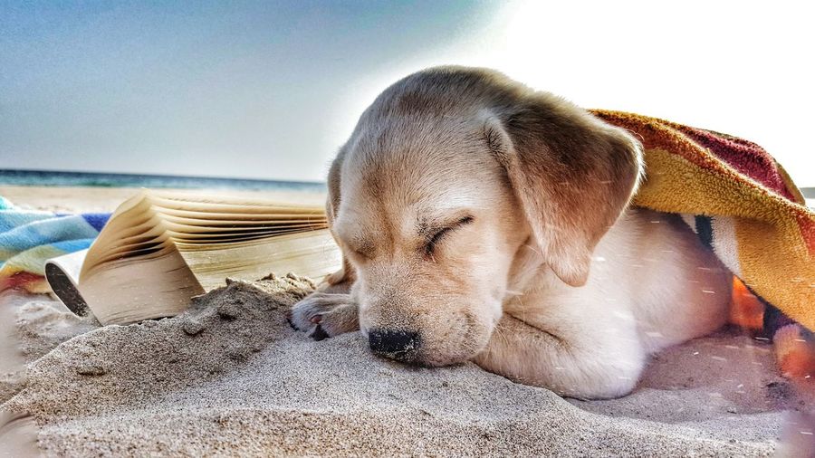 Close-up of cute labrador retriever puppy sleeping by novel on sand at beach