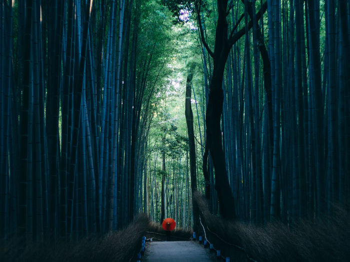 Footpath in bamboo grove