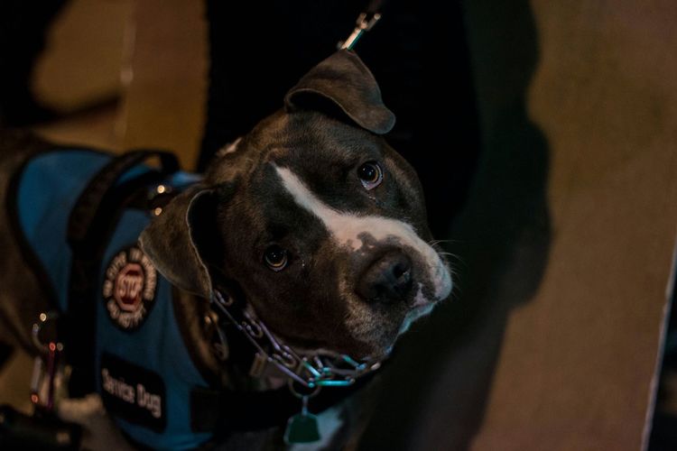 Portrait of police dog on sidewalk