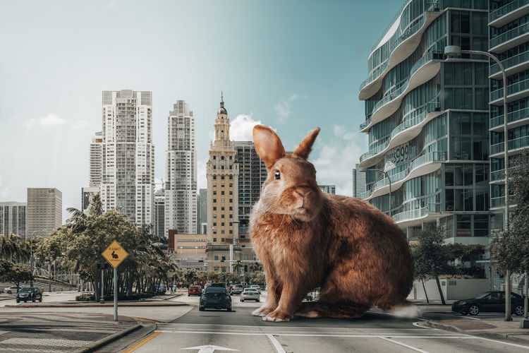 Rabbit on street