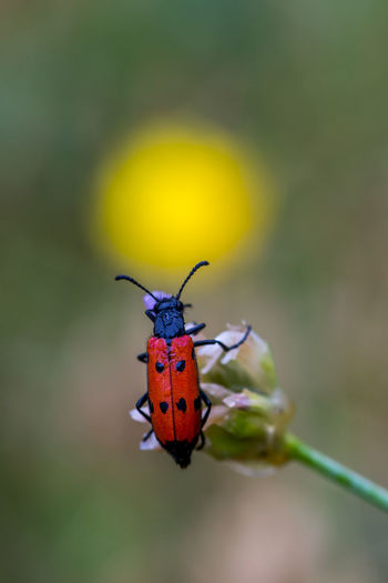 Red bug on a flower sunny backround