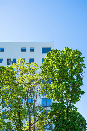 Low angle view of tree against building against clear blue sky