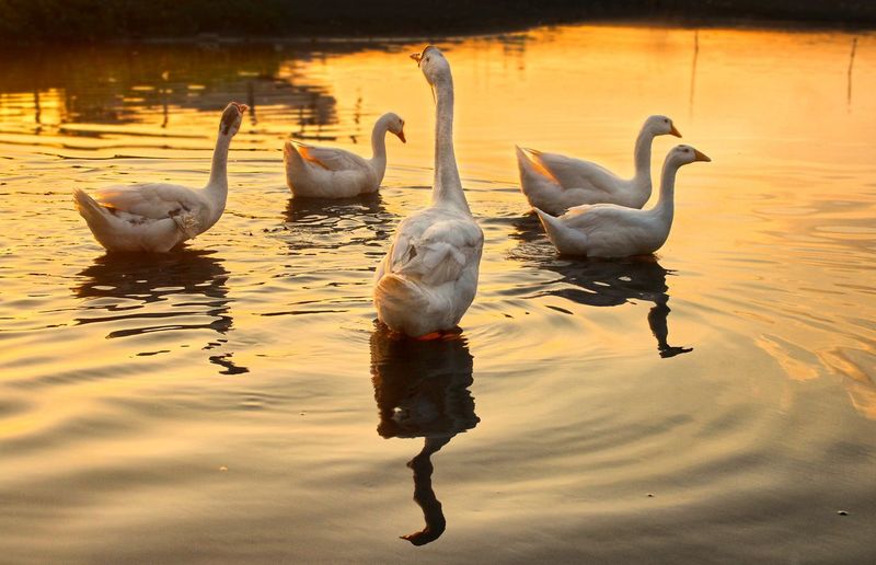 Swans swimming in lake