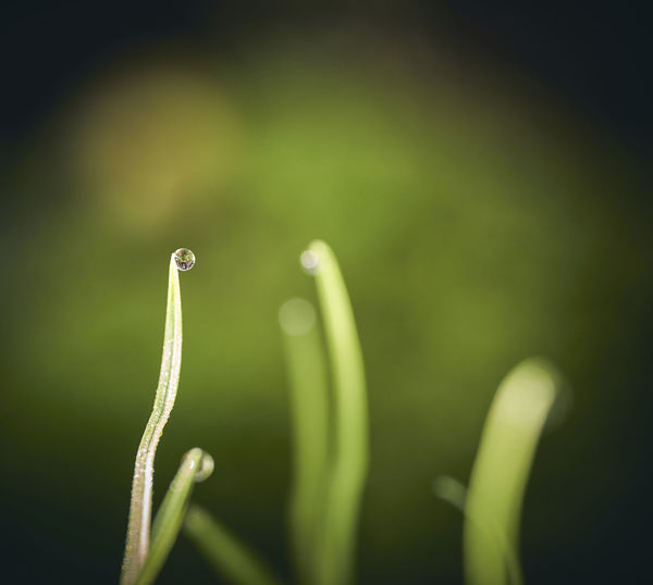 Close-up of wet plant